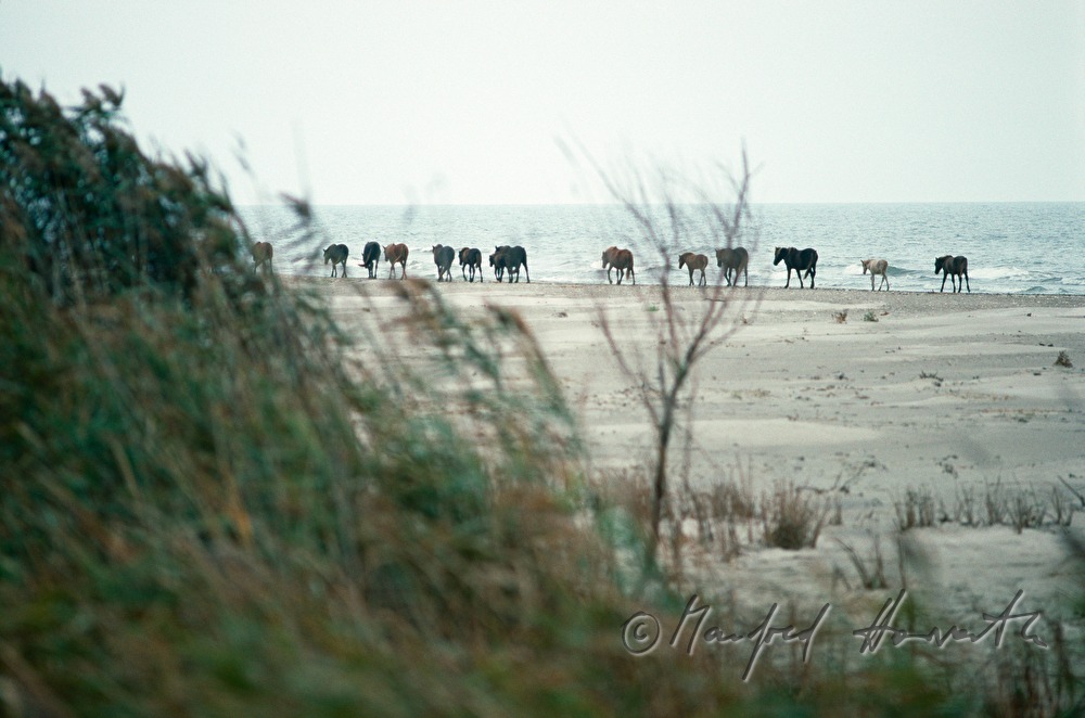 Pferde an der Schwarzmeerküste