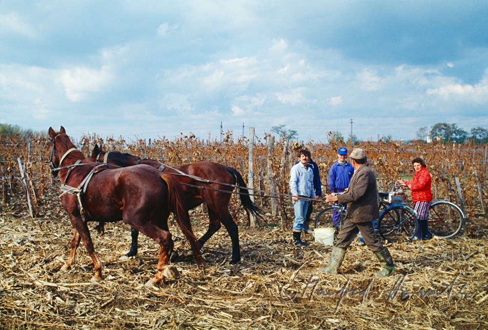 Weinbauer mit Pferdewagen