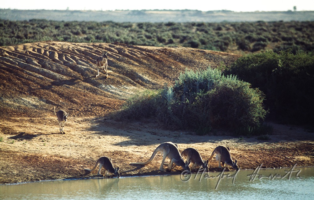 Känguruhs trinken aus einem See
