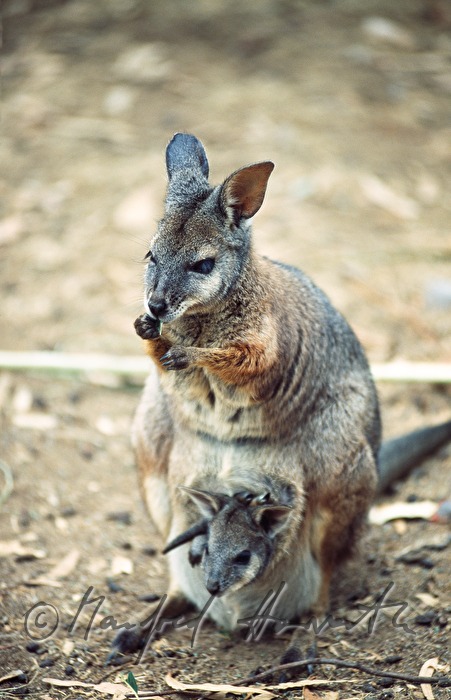 Wallaby-Mutter mit Jungem im Beutel