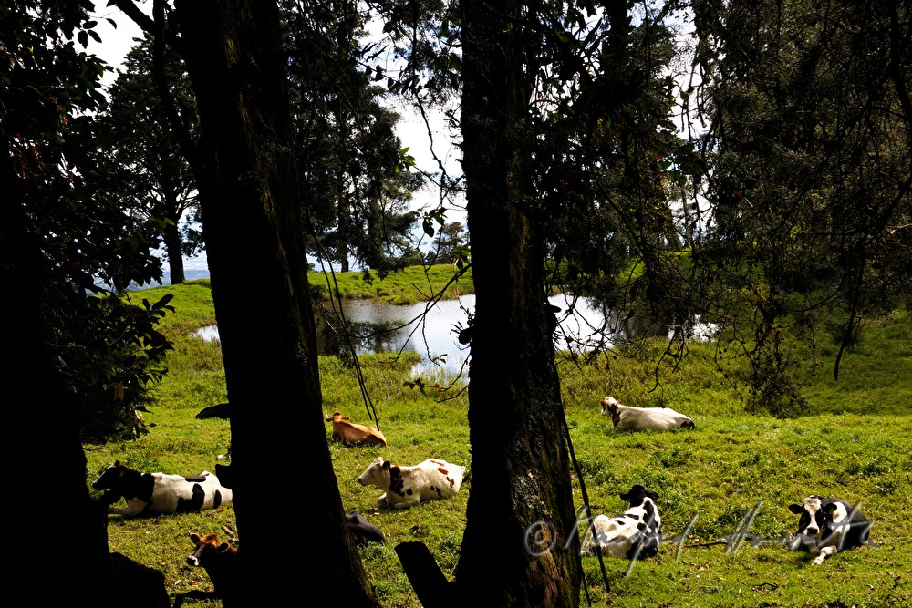 Herde von Kühen auf der Weide