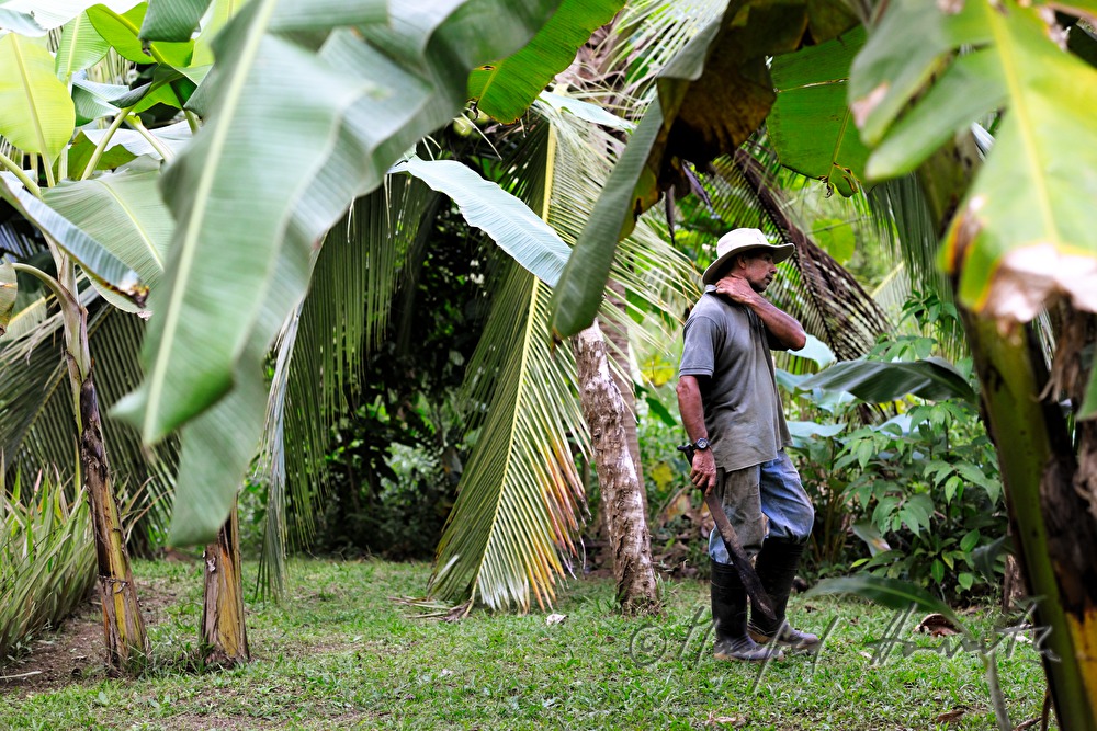 Plantagenarbeiter mit Machete im Bananengarten