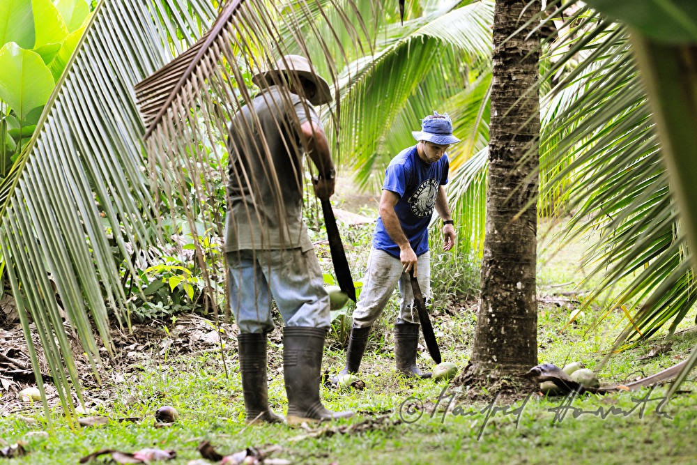 Plantagenarbeiter mit Machete im Bananengarten