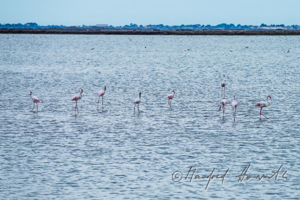 Flamingos im flachen Wasser der  Schwemmlandebene