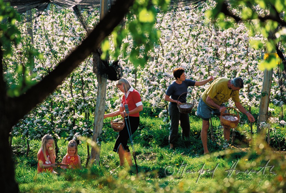 Obstbauern pflücken Apfelblüten