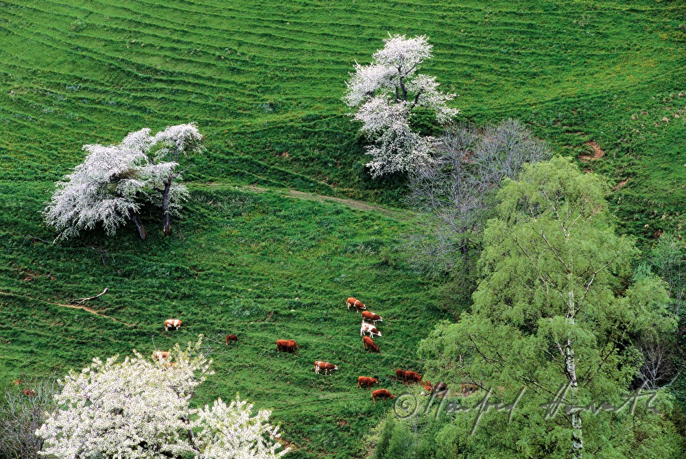 Kühe grasen auf einer Alm im Lachtal