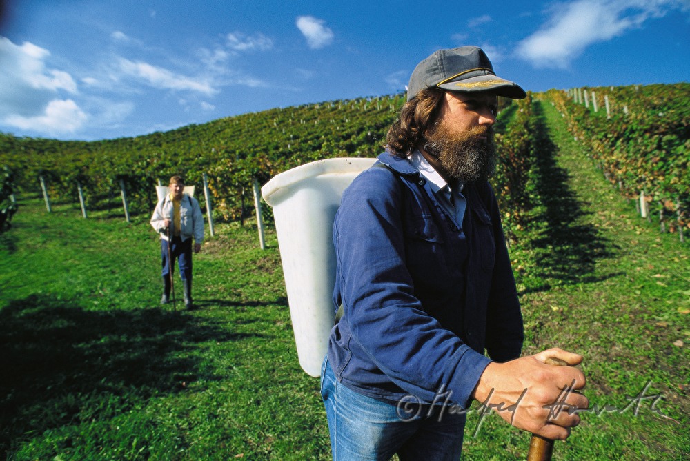 Weinlese bei Ried Burgegg