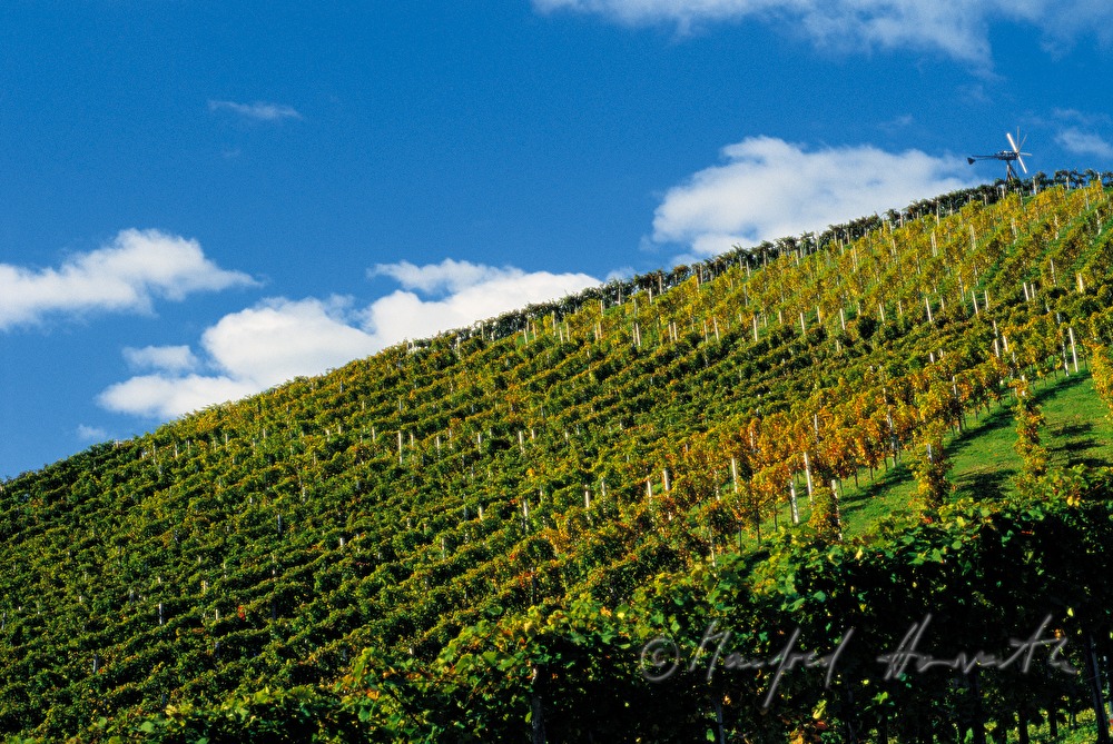 Weinberg von Riede Burgegg