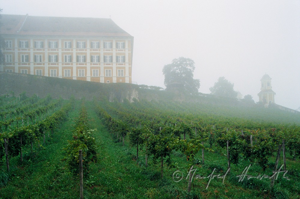 Weingarten vor dem Schloss Stainz
