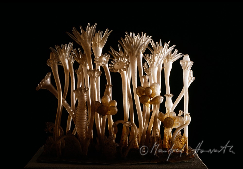 Blaschke-Glasmodell von Seeanemonen
