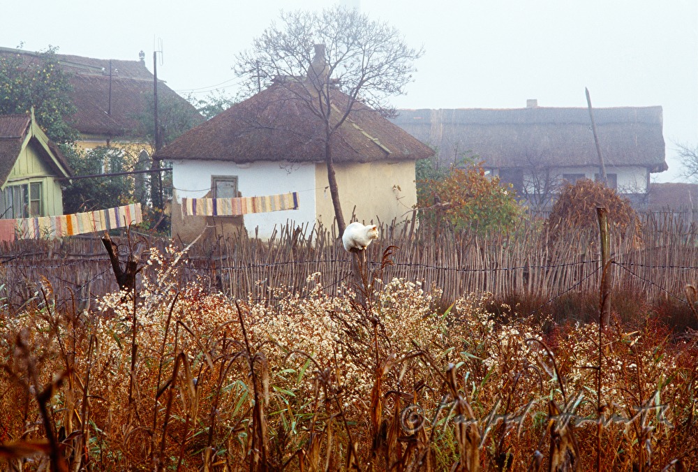 schilfgedecktes Haus und Schilfzaun