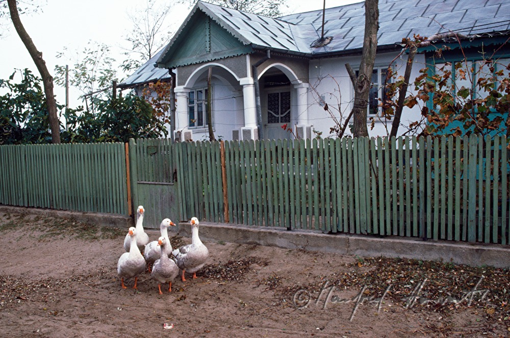 Gänse auf der Hauptstrasse