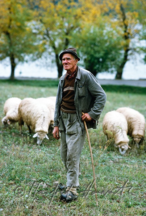 Schafshirte mit Schafherde