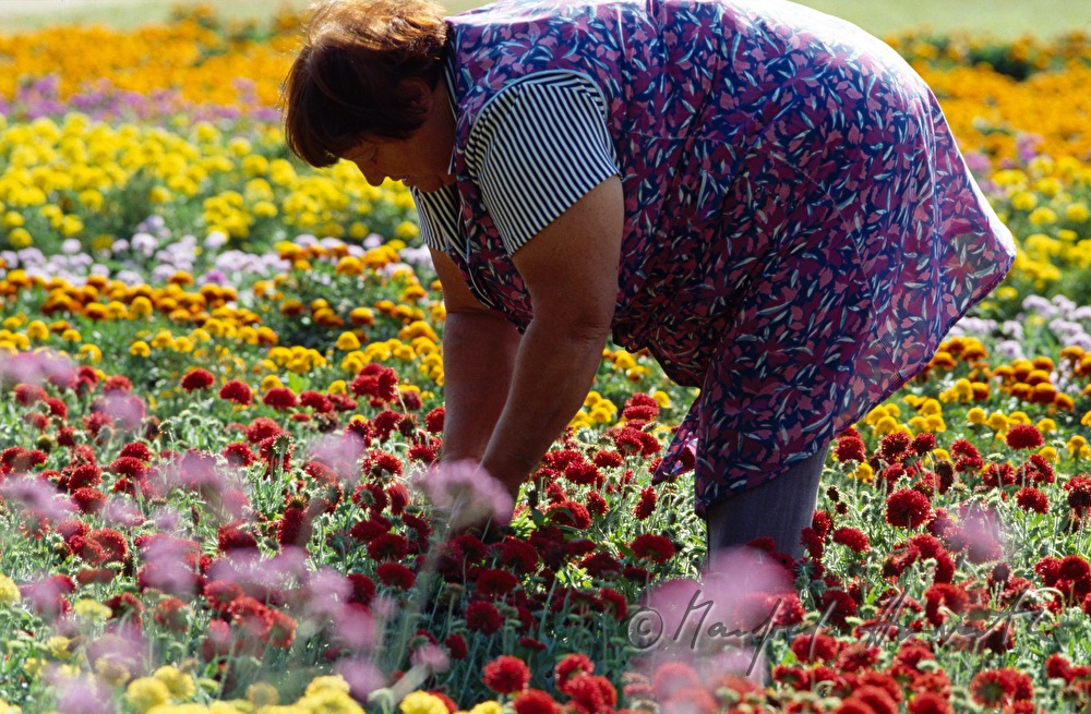 Gärtnerin bei der Arbeit im Blumenbeet