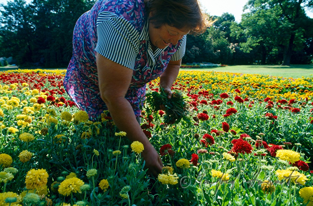 Gärtnerin bei der Arbeit im Blumenbeet