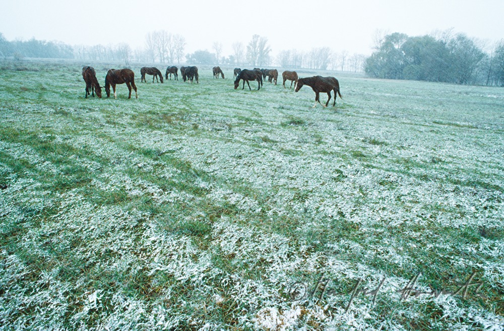 Pferde-Herde im Schneetreiben