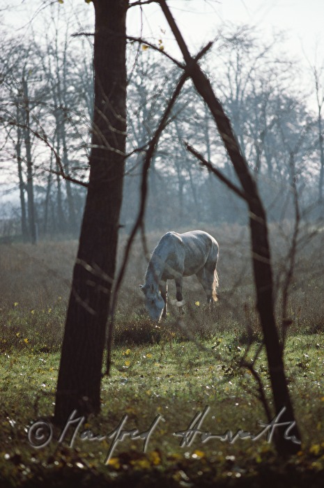 Pferd grast auf der Weide