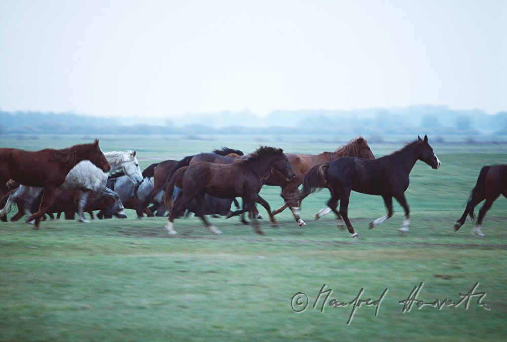 Pferd grast auf der Weide