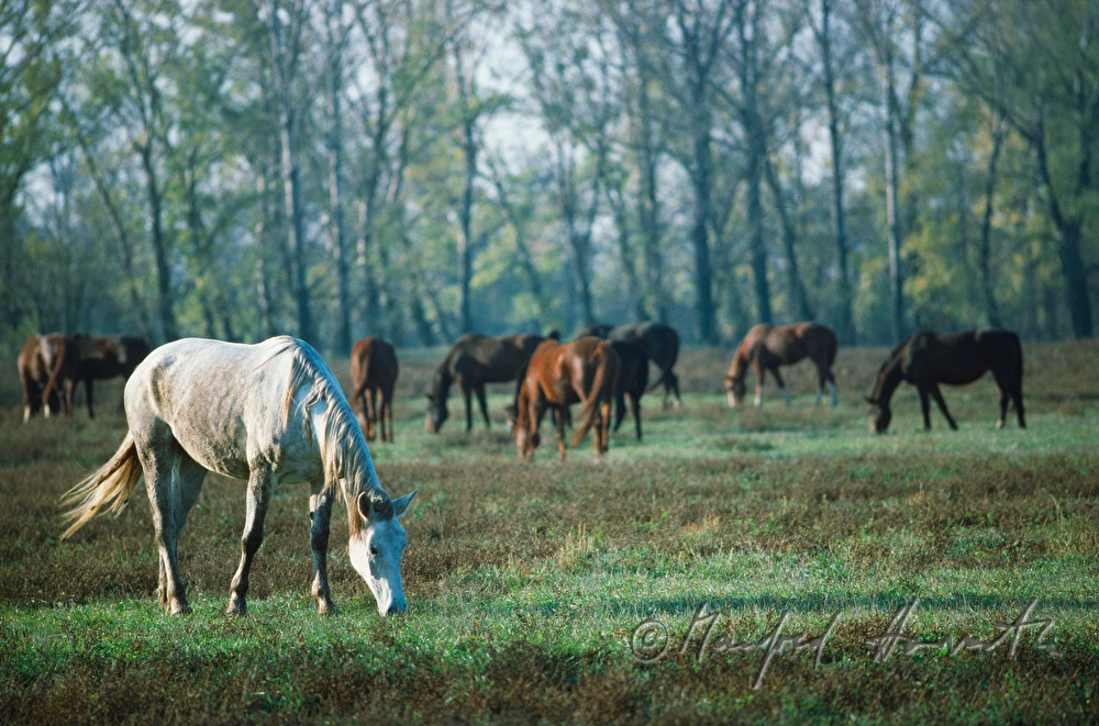 Pferd grast auf der Weide