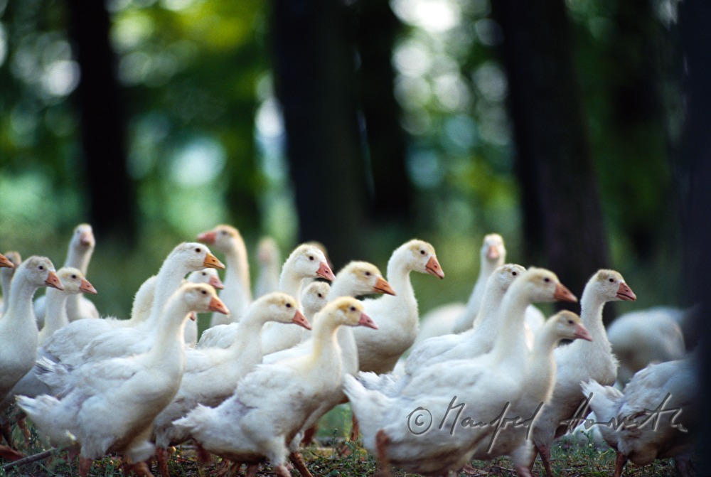 Gänseherde auf der Weide