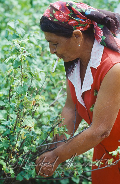 Erntearbeiterin erntet Schwarze Johannisbeeren (Ribisel)