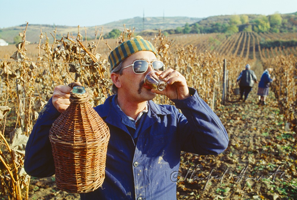 Weinbauer trinkt Wein in Erntepause