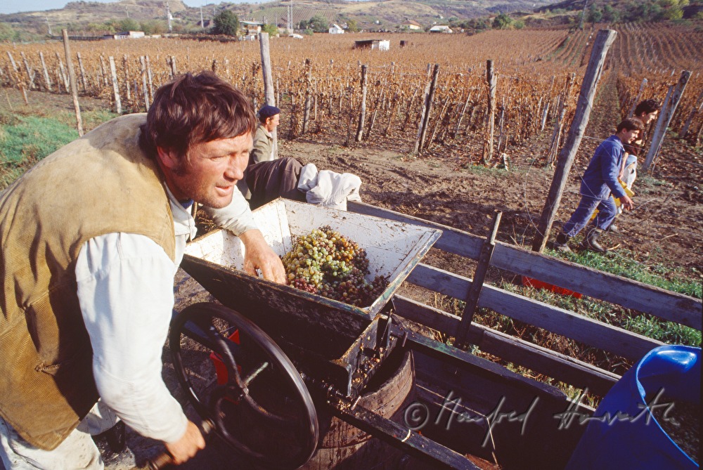 Weinbauern ernten Trauben