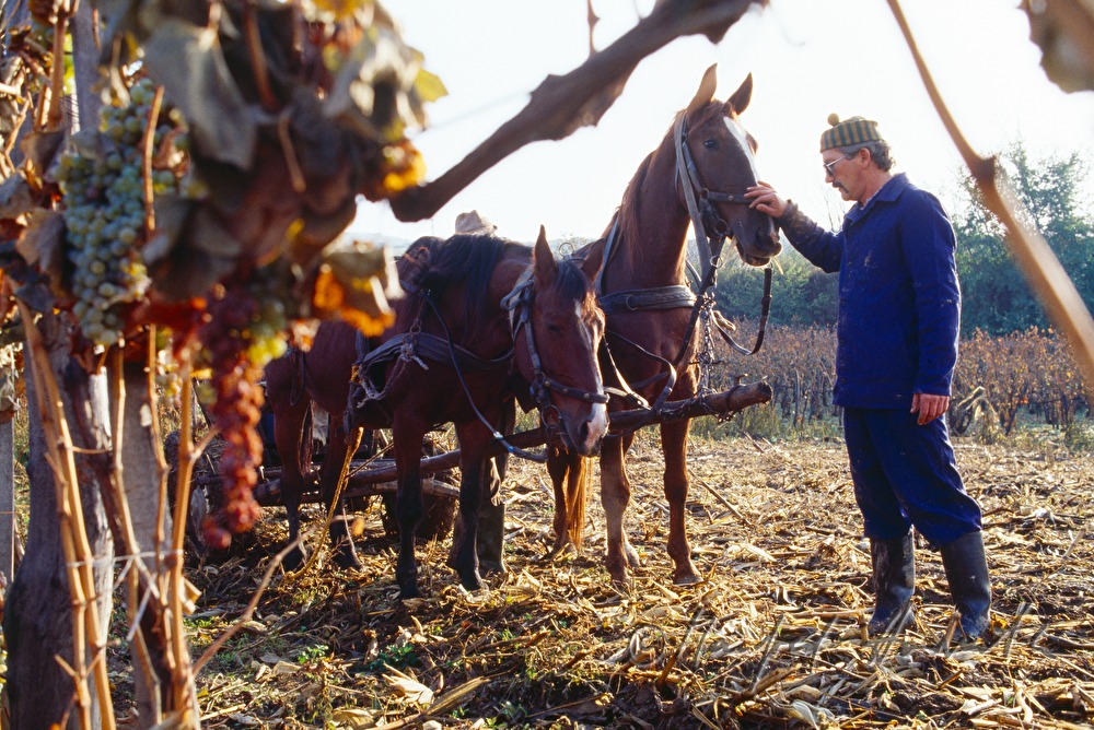 Weinbauer mit Pferdewagen