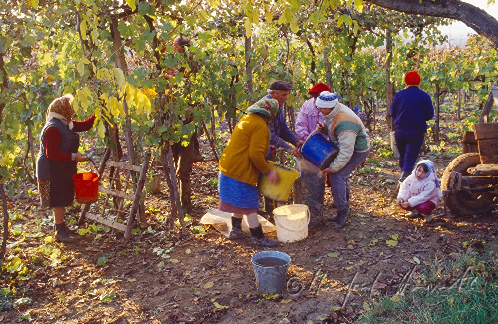 Weinbauern ernten Trauben
