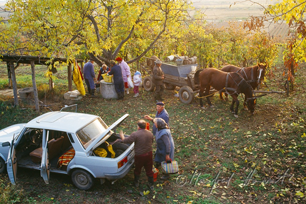 Weinbauern und Erntearbeiter mit Pferdewagen