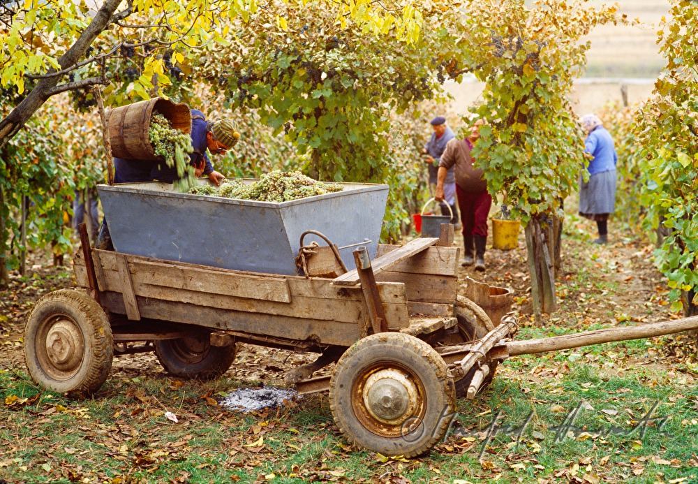 Weinbauern und Erntearbeiter mit Pferdewagen