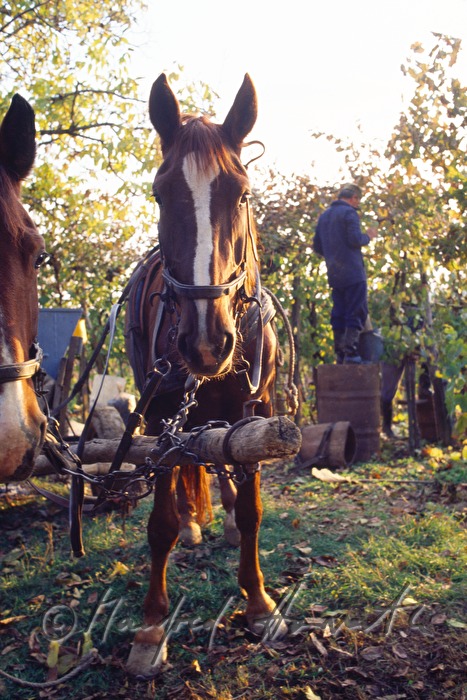 Weinbauern und Erntearbeiter mit Pferdewagen