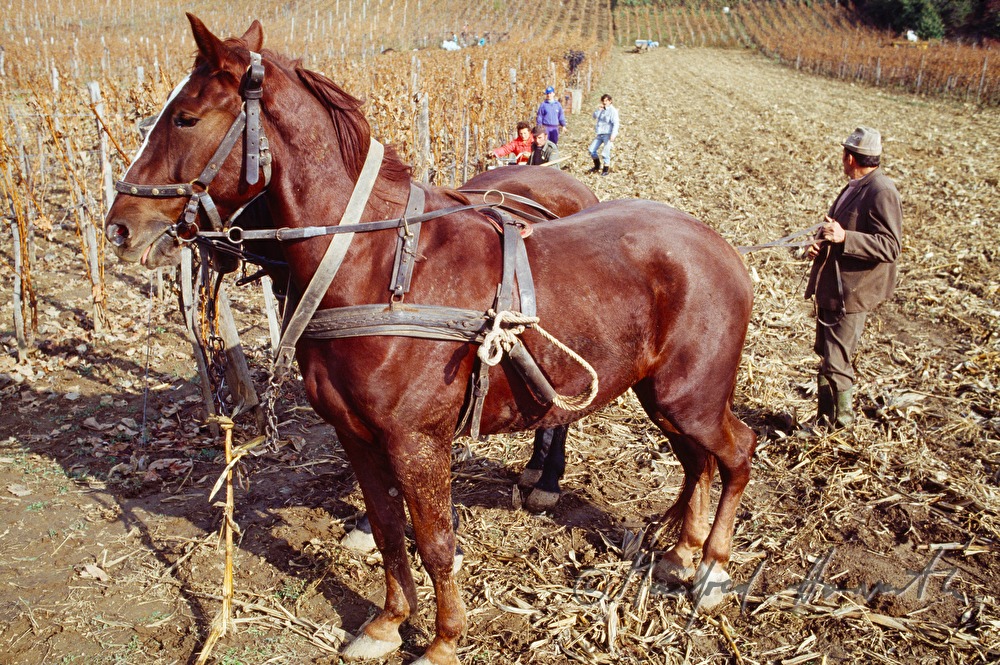 Weinbauer mit Pferdewagen