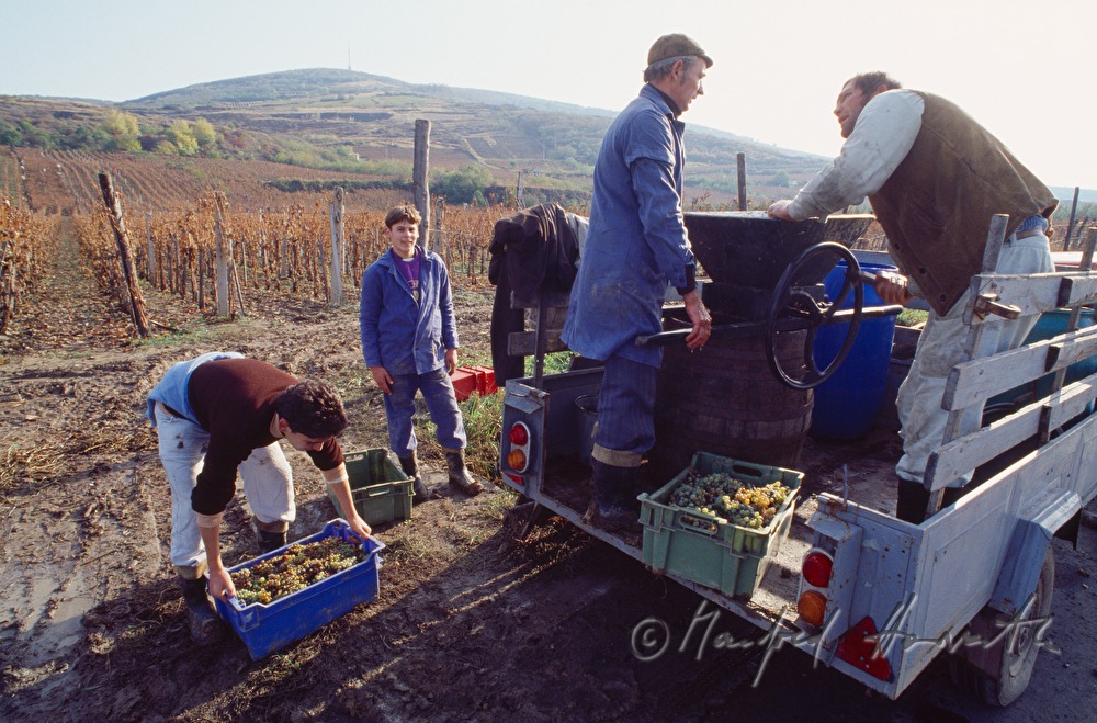 Weinbauern ernten Trauben