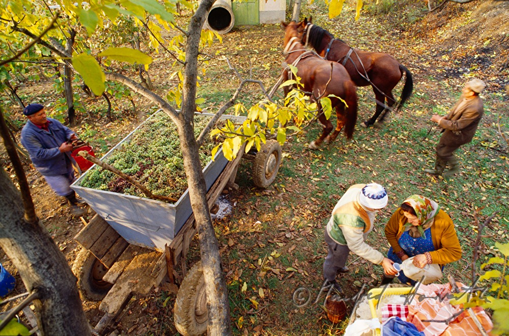Weinbauern und Erntearbeiter mit Pferdewagen
