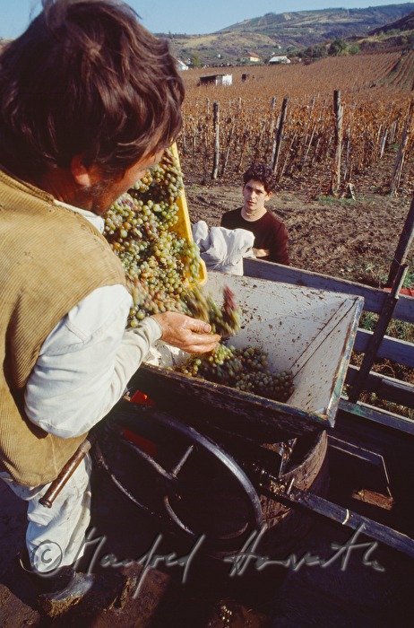 Weinbauern ernten Trauben