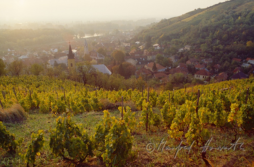 Weinberge, Ort und Theiß