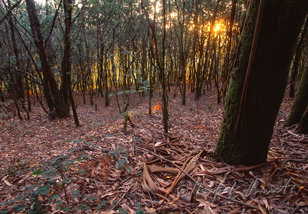 Wald mit Eukalyptusbaum-Rinde am Boden