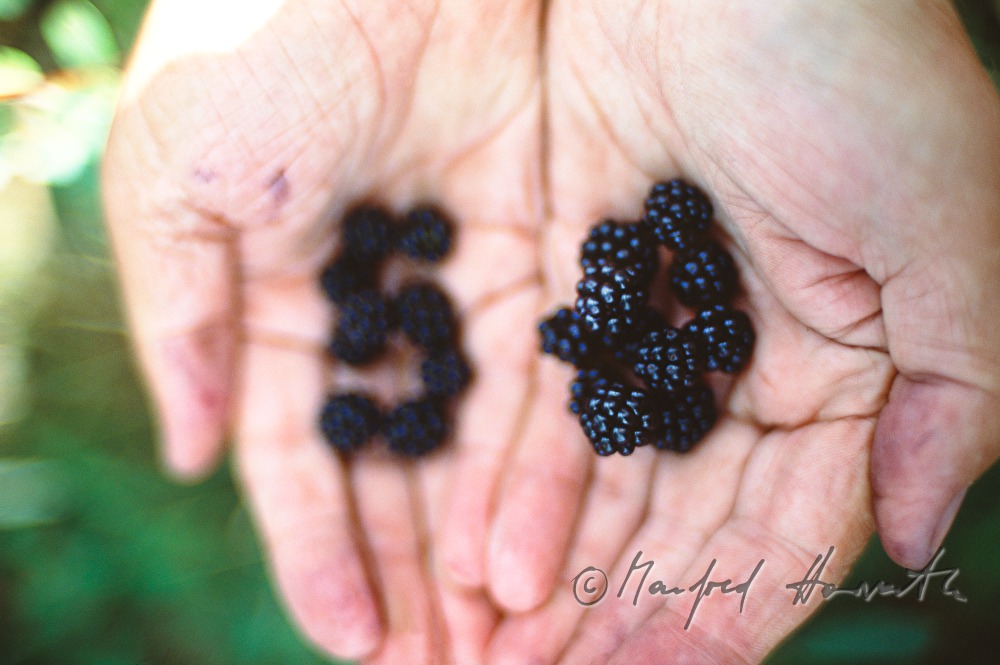 Pilger mit geernteten Brombeeren