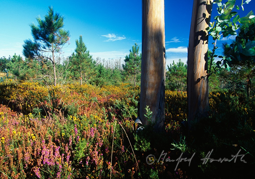 Waldlichtung mit Eukalyptus-Stämmen