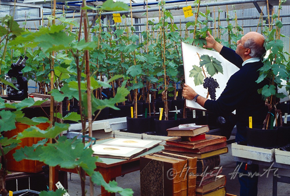Weinbauschule, Bibliothekar im Glashaus
