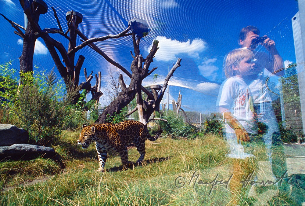Leopard und Besucher