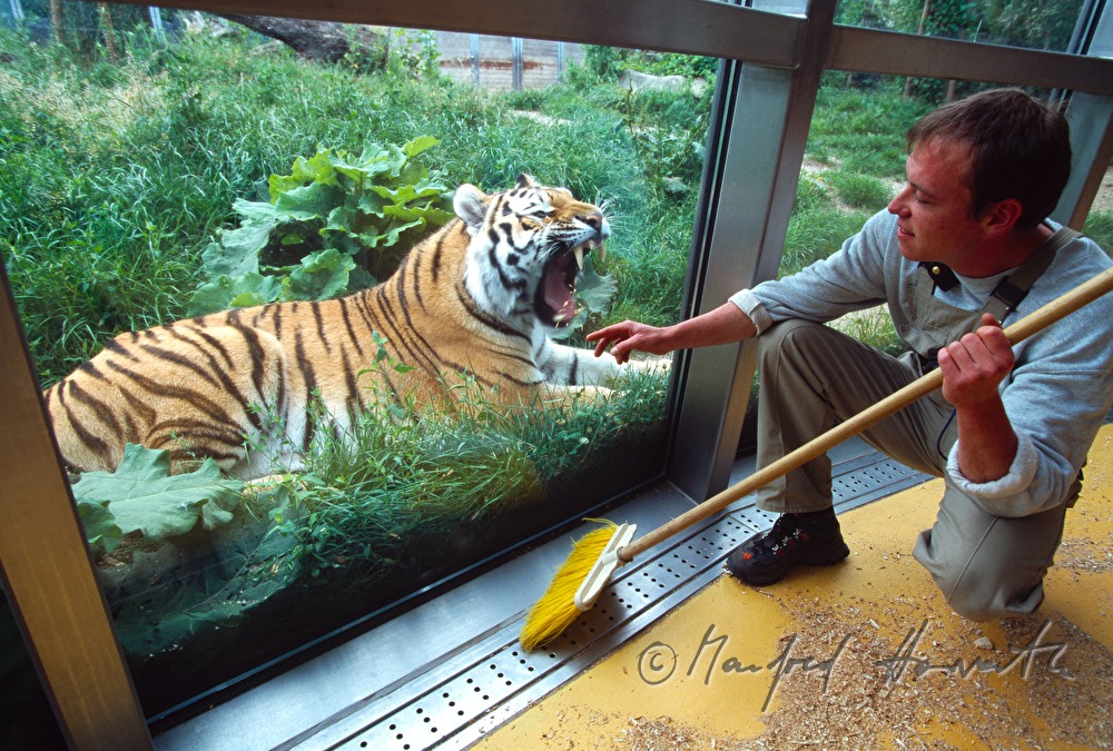 Tiger und Tierpfleger