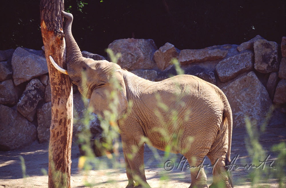 Elefant und Besucher