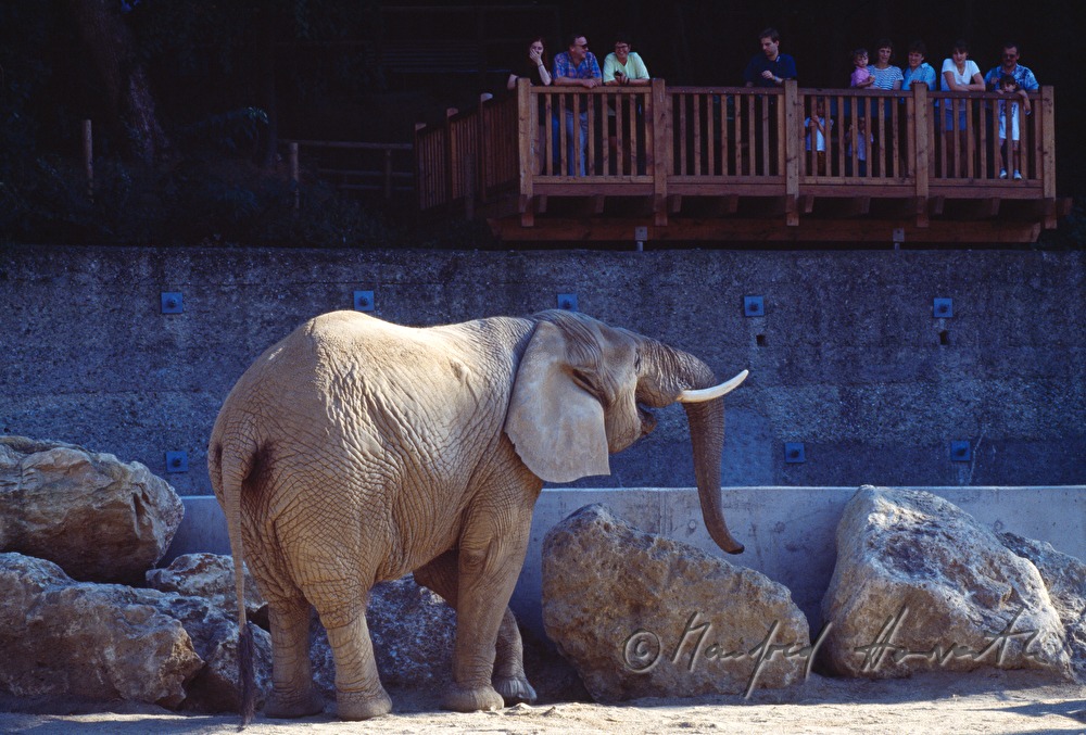 Elefant und Besucher