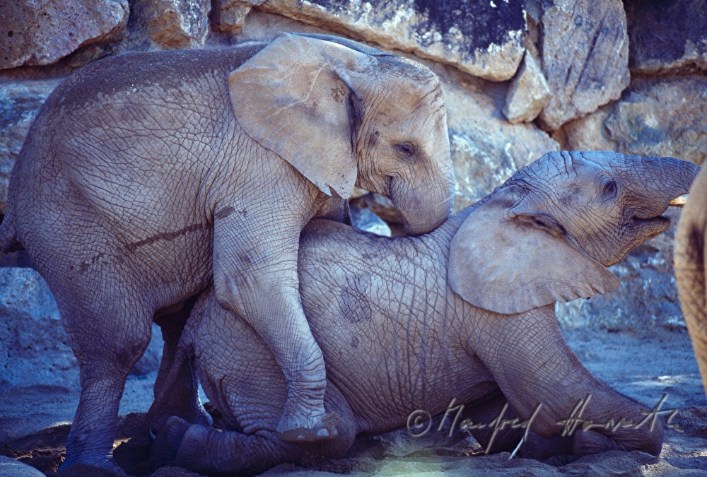 Elefant und Besucher