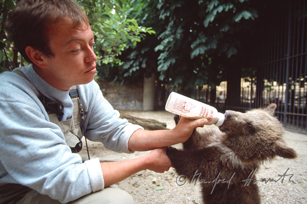 Tierpfleger füttert Braunbär-Baby