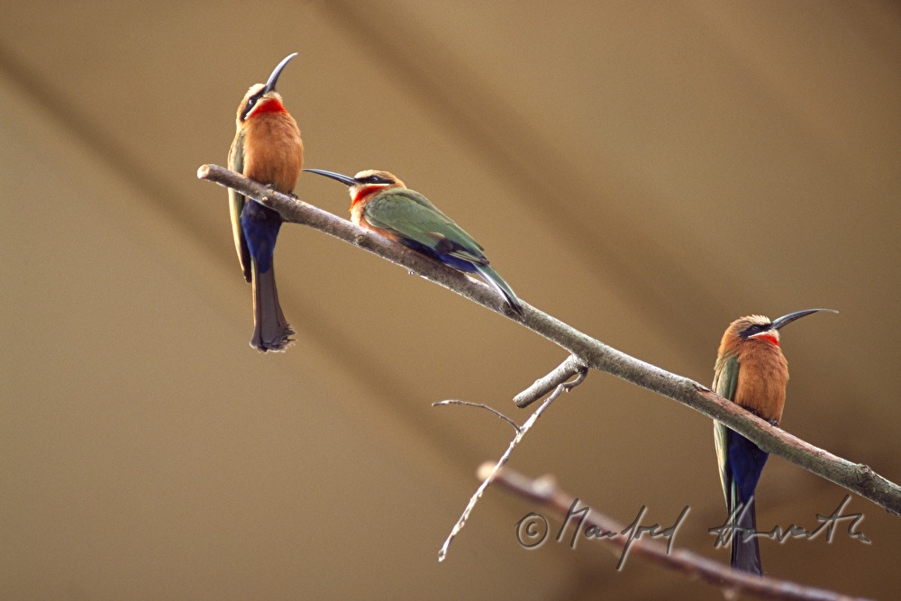 zwei Papageien im Vogelhaus