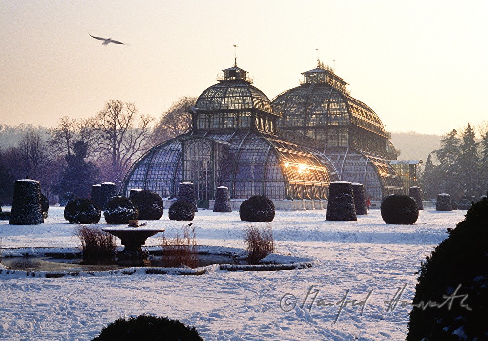 Palmenhaus im Winter