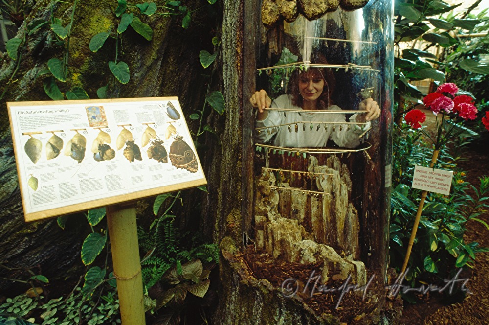 Biologin mit Schmetterlings-Larven